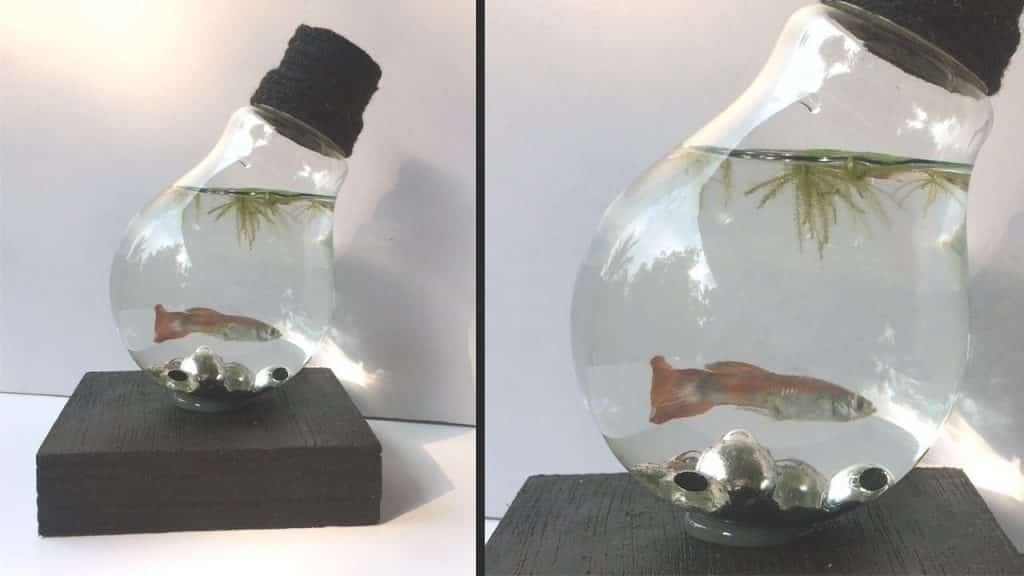 How to build a mini aquarium use waste electric bulb1