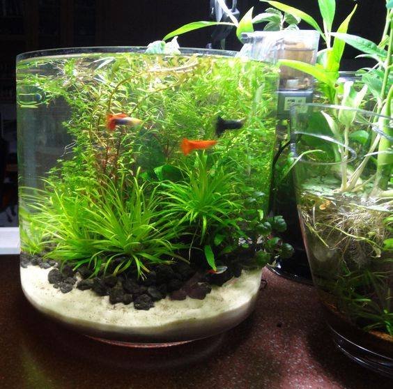 How to make bottle aquarium1