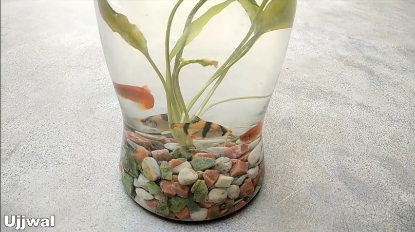 How to make bottle aquarium14