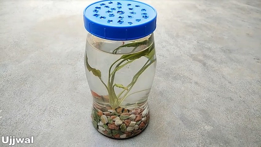 How to make bottle aquarium15