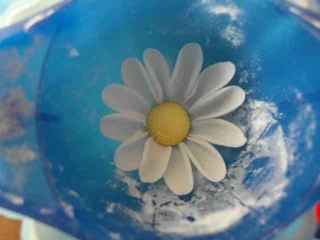 Daisies from Sugar Mastic 8