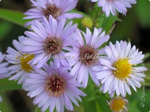 Fireworks Flower from Plastic Tubes 20