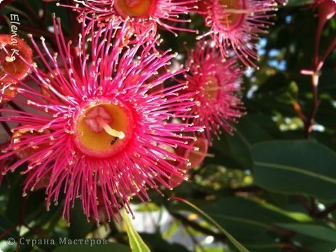 Eucalyptus Flower from Quilling 8