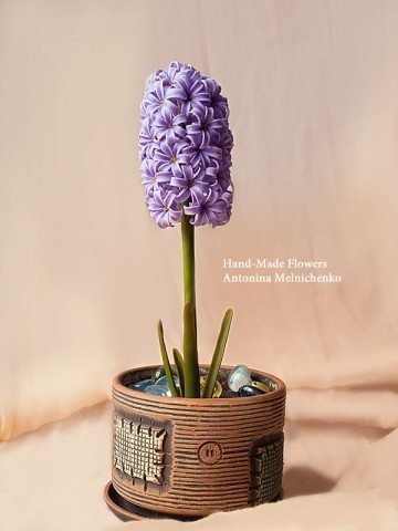 hyacinth flowers 100