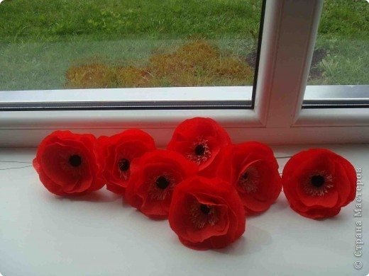 red poppies 6