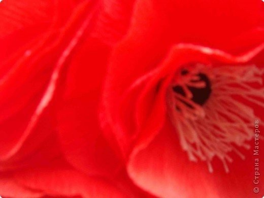 red poppies 8