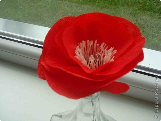 red poppies 9