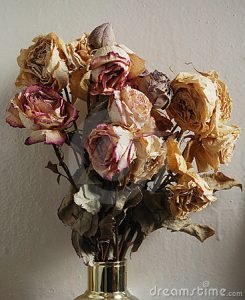 dry roses 19