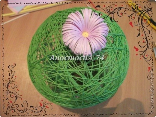 balloon flower 11